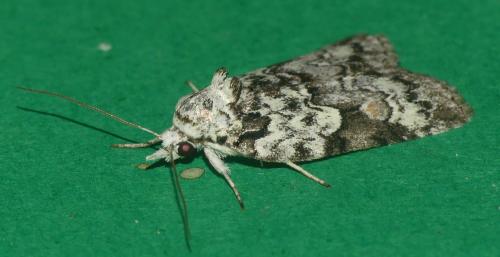 Nycteola degenerana
